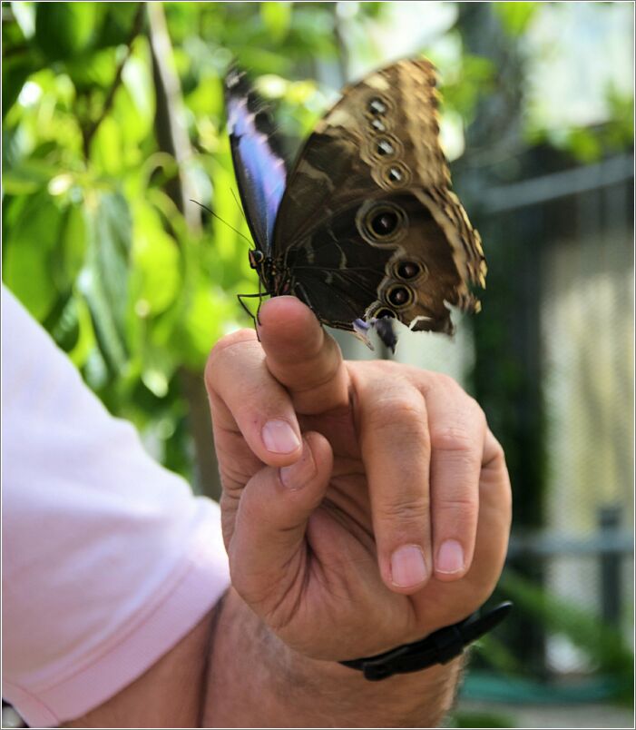 Blue Morpho on finger